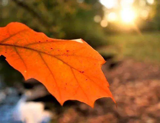 學習變化的力量與自信的果實,最新寫成秋的感悟