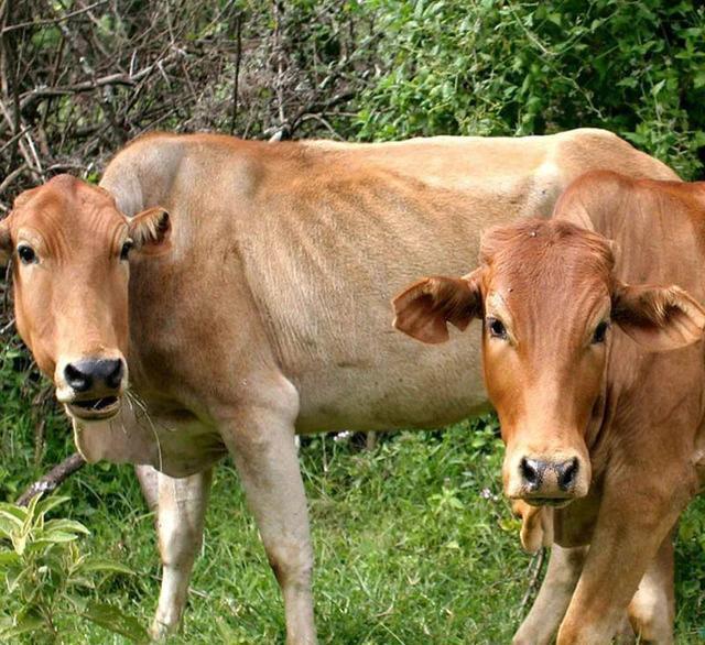 探索最新牛人現象,揭秘91牛人熱潮的啟示