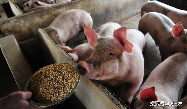 最新肉豬價概覽,歡樂豬肉市場的行情之旅