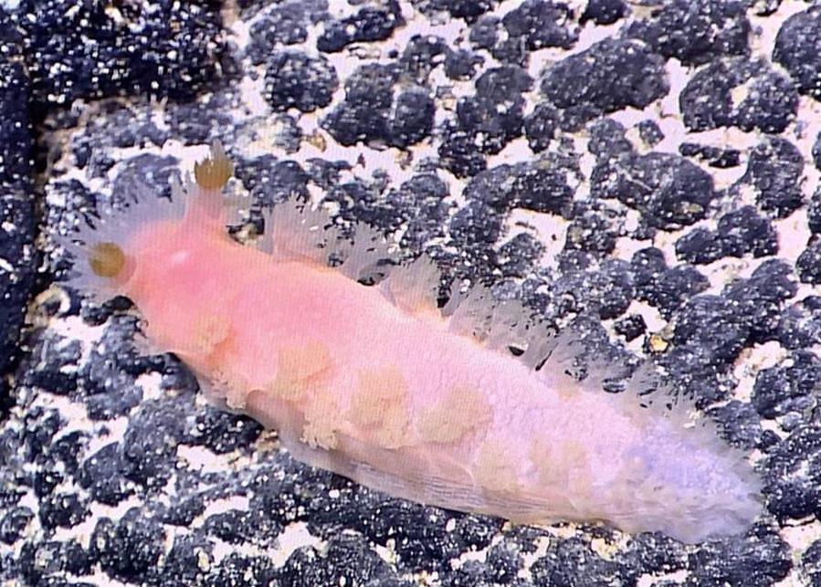 最新采集號觀點論述揭秘