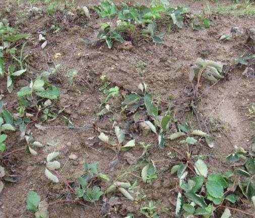 草莓最新病菌,勵志之旅,自信與成就之門開啟