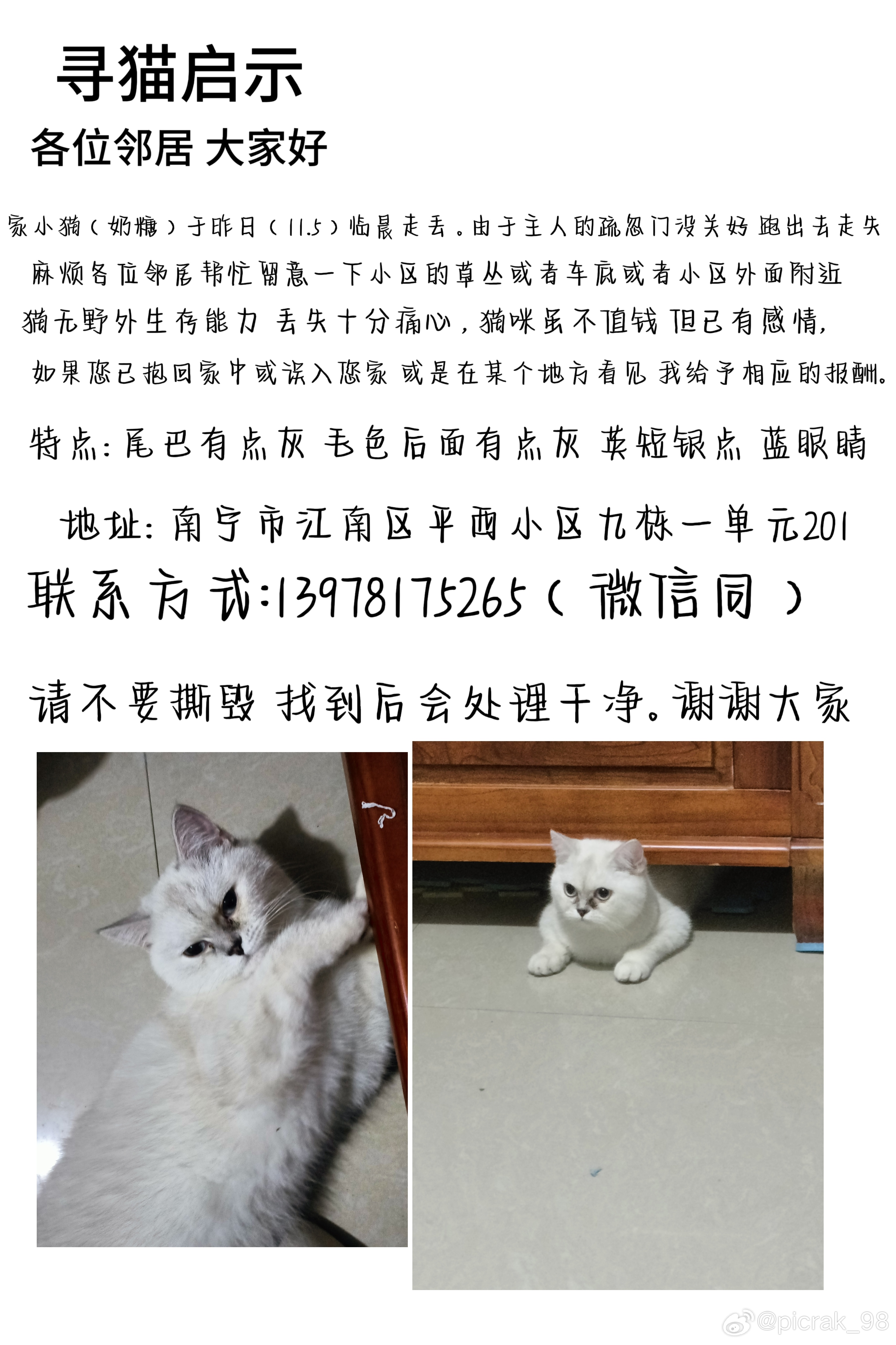 最新貓咪站點,科技革新引領貓奴的新天地