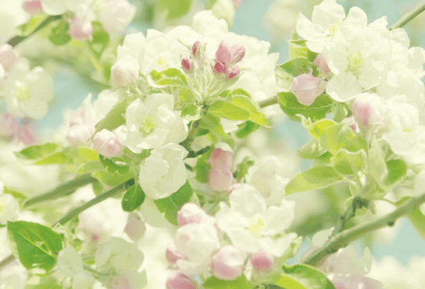 摩羯座最新桃花盛開,科技魅力與生活因你而多彩