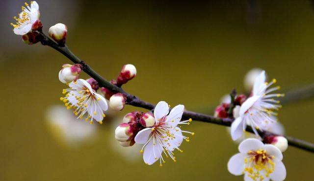 摩羯座最新桃花盛開,科技魅力與生活因你而多彩