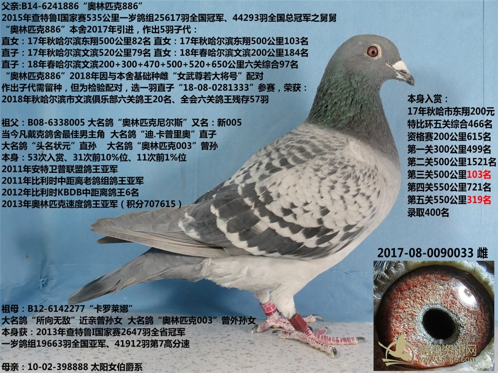 搜鴿最新帶你領(lǐng)略賽鴿界最新動態(tài)與風采