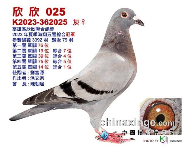 搜鴿最新帶你領(lǐng)略賽鴿界最新動態(tài)與風采