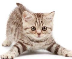 最新七貓,溫馨日常趣事分享