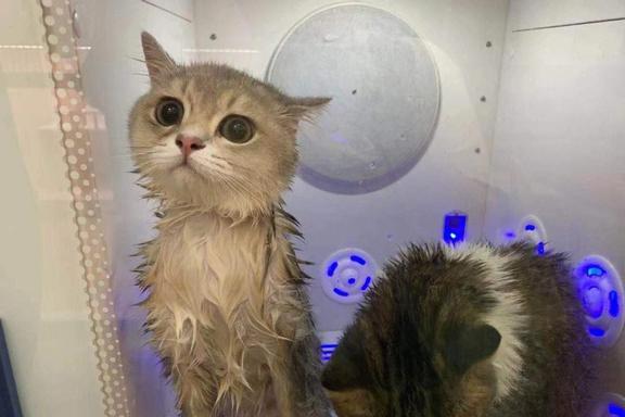 最新七貓,溫馨日常趣事分享