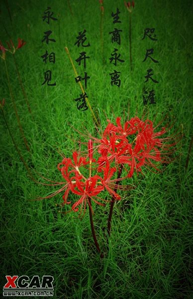 最新沙華科技產品介紹,探索前沿科技,領略創新魅力