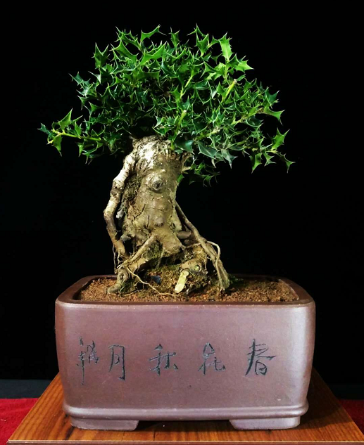 黃楊最新小品,時代笑聲中的藝術綻放