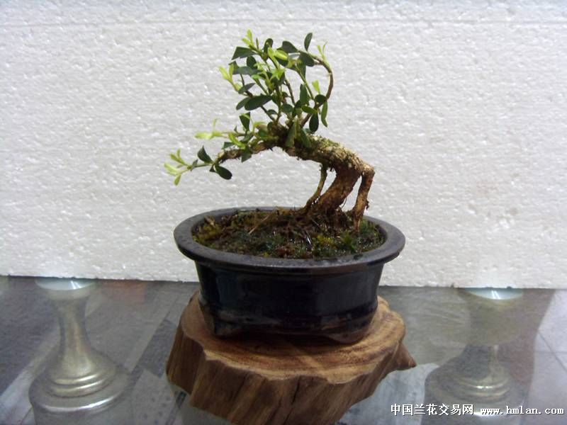 黃楊最新小品,時代笑聲中的藝術綻放