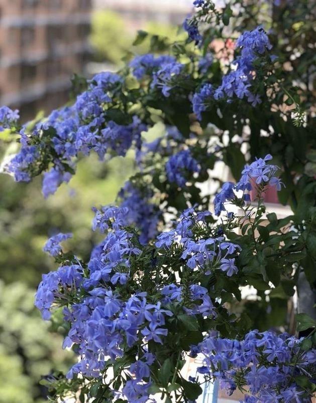 探索現(xiàn)代園藝新潮流與技巧的種花家最新