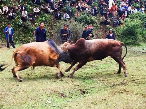 最新斗水牛,水下歡樂紐帶揭秘
