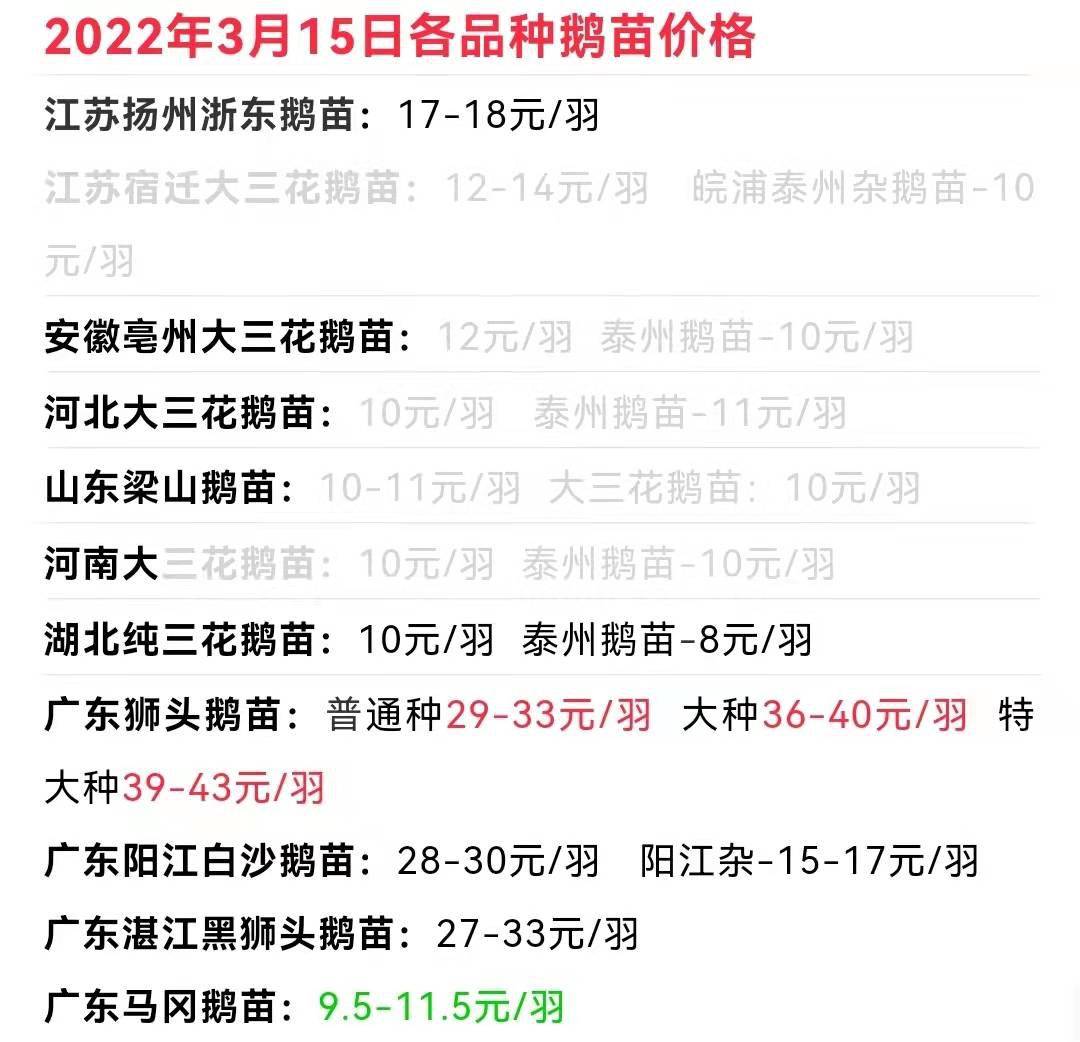 鵝最新價(jià)錢揭秘,一只鵝的溫馨旅程與奇妙故事