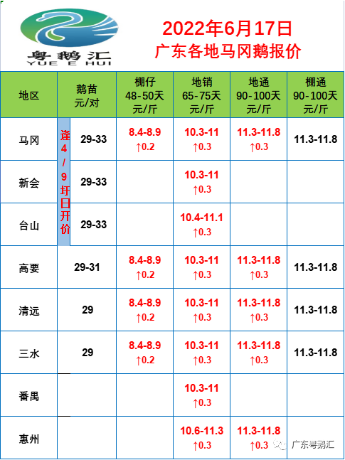 鵝最新價(jià)錢揭秘,一只鵝的溫馨旅程與奇妙故事