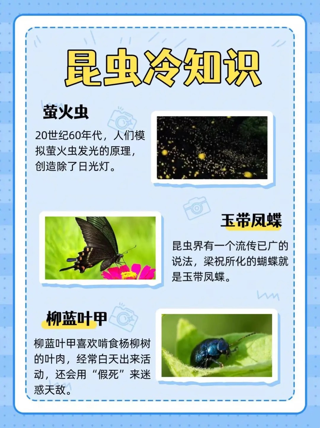 最新昆蟲研究成果揭秘,探索昆蟲世界的奧秘與突破進展