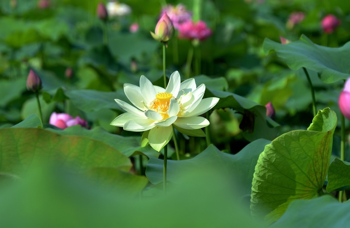 荷花論壇最新動態,變化中的學習之旅,自信與成就感的培育地