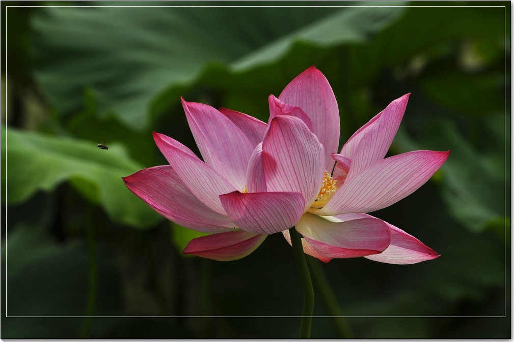 荷花論壇最新動態,變化中的學習之旅,自信與成就感的培育地