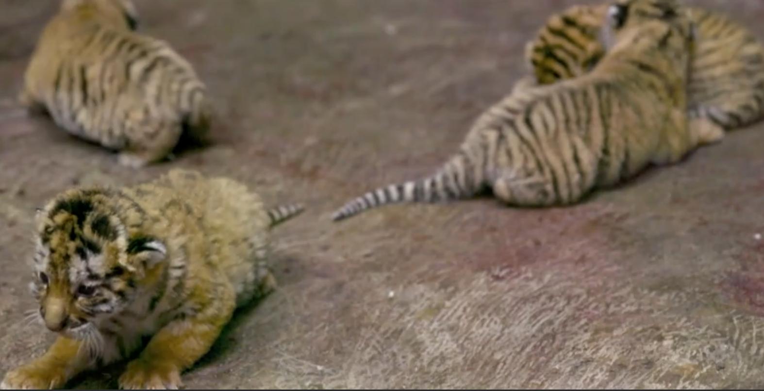 最新林園高科技產品展示與介紹