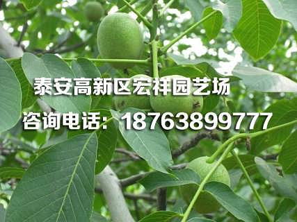 最新核桃苗,種子中的自信與成就之旅,學習變化共創未來