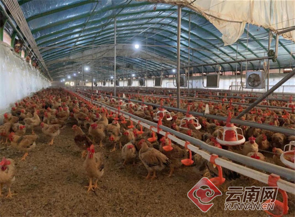 最新養殖項目入門指南與步驟詳解,啟動您的養殖業務