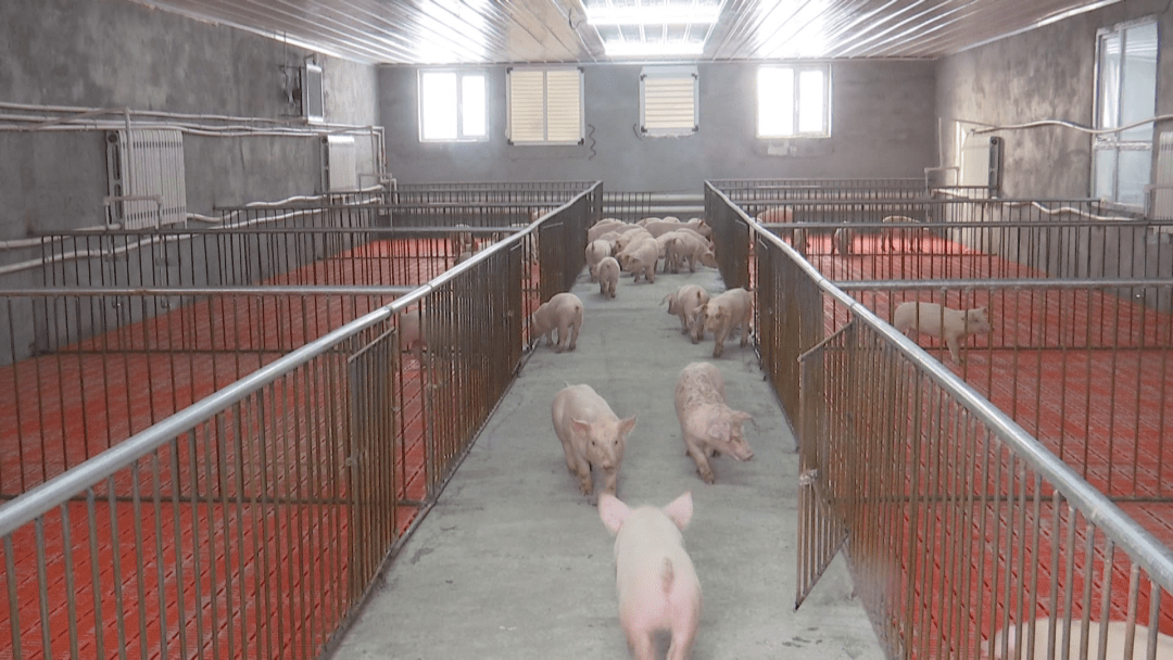 最新養殖項目入門指南與步驟詳解,啟動您的養殖業務