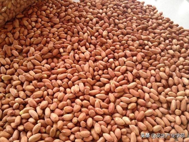 花生米最新行情揭秘,巷弄深處的花生美味探秘之旅