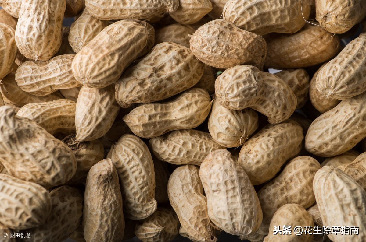 花生米最新行情揭秘,巷弄深處的花生美味探秘之旅