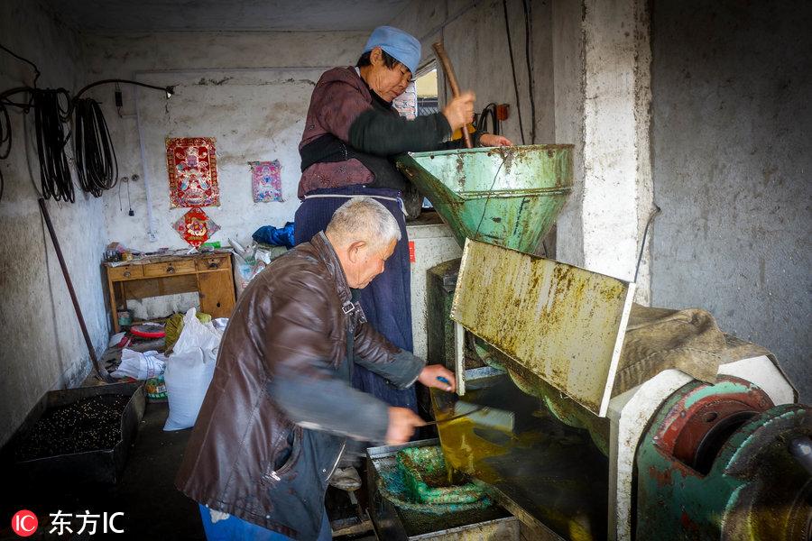 大豆油最新價(jià)格及自然美景旅行探索