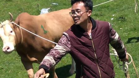 牛不啦最新視頻,時代浪潮中的矚目焦點解析