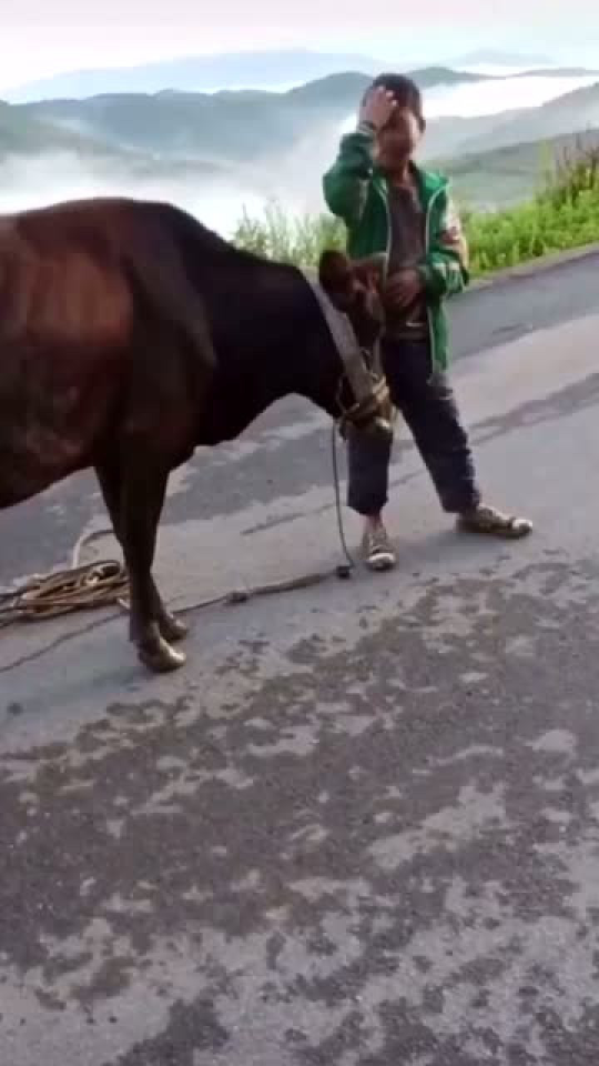 牛不啦最新視頻,時代浪潮中的矚目焦點解析