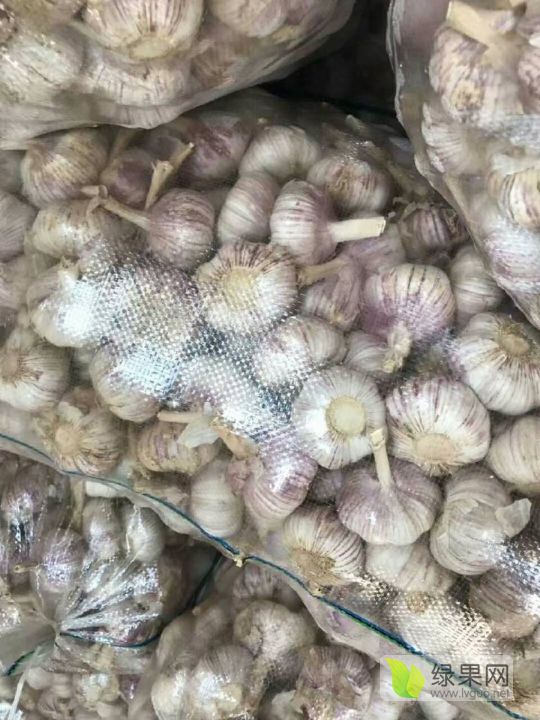 金鄉大蒜最新價格綠果網,科技引領大蒜產業革新