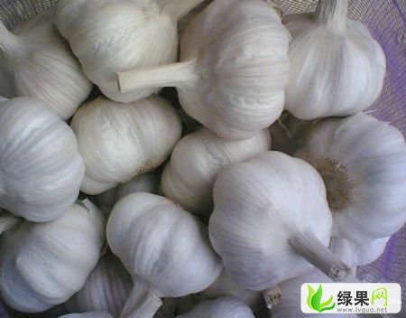 金鄉大蒜最新價格綠果網,科技引領大蒜產業革新