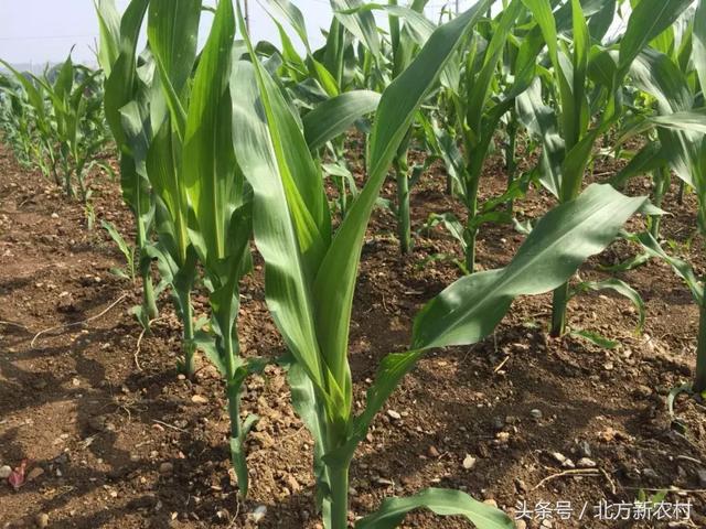 遇見自然美景與鐵研最新玉米種，探索之旅開啟