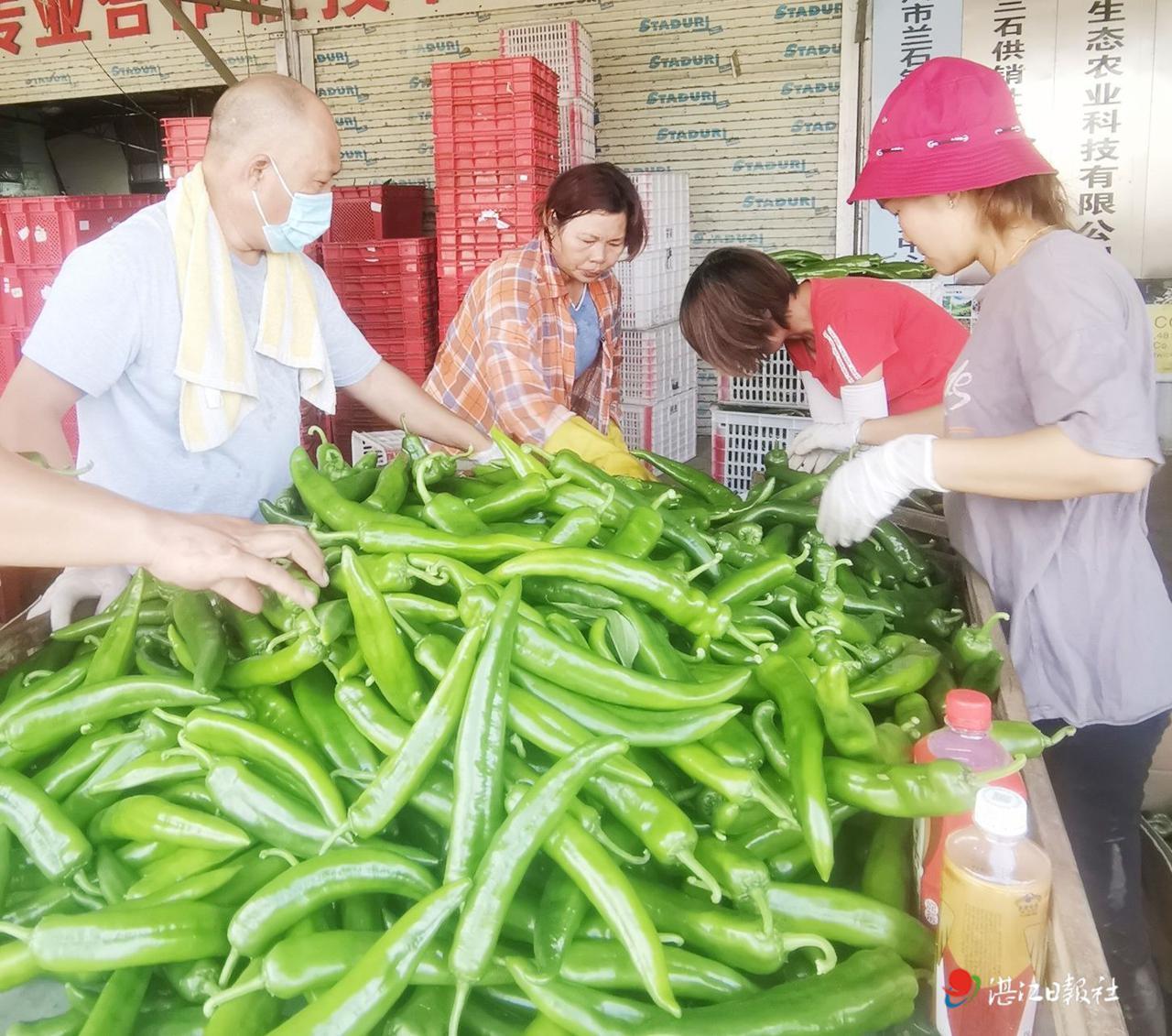 吳川新聞今日更新,小巷深處的獨特風味揭秘